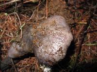 Tricholoma griseoviolaceum image