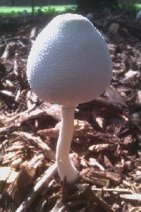 Leucocoprinus cepistipes image