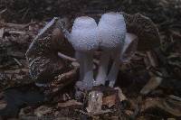 Leucocoprinus cepistipes image