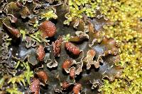 Peltigera rufescens image