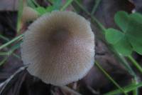 Entoloma pseudostrictium image