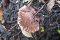 Leucoagaricus cupresseus image