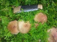 Agaricus micromegethus image