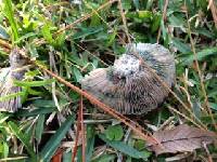 Lactarius paradoxus image