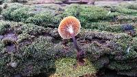 Xeromphalina cauticinalis image