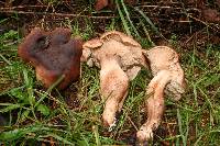 Tricholoma imbricatum image