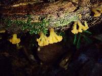 Calocera arborea image