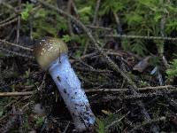 Cortinarius vanduzerensis image