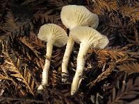 Hygrocybe russocoriacea image