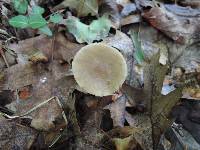 Agrocybe acericola image