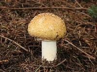 Amanita pantherinoides image