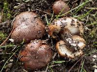 Tricholoma fracticum image