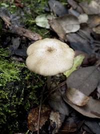 Entoloma mediterraneense image