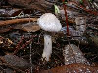 Cortinarius griseoviolaceus image