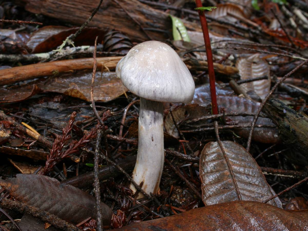 Cortinarius griseoviolaceus image