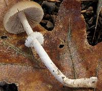 Psathyrella longistriata image