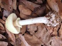 Amanita citrina var. lavendula image