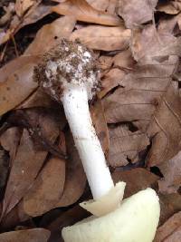 Amanita citrina var. lavendula image