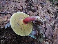 Boletus chrysenteron image