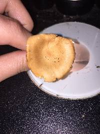 Clitocybe gibba image