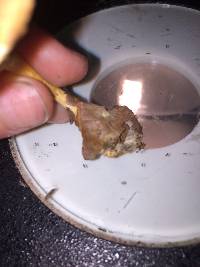 Clitocybe gibba image