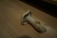 Leucopaxillus albissimus image