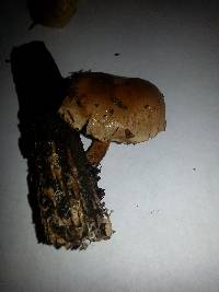 Simocybe centunculus var. centunculus image