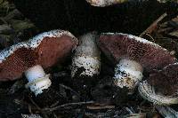 Agaricus bitorquis image