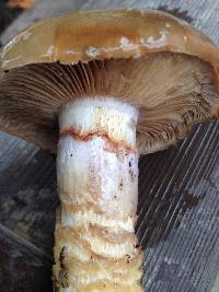 Cortinarius glutinosoarmillatus image