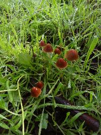 Psathyrella atrospora image