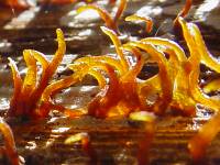 Calocera cornea image