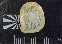 Leucocoprinus austrofragilis image