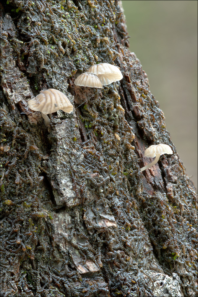 Mycena alba image