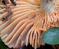 Russula earlei image