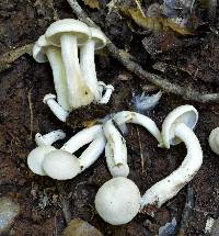 Clitocybe subconnexa image