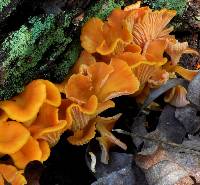 Cantharellus ignicolor image