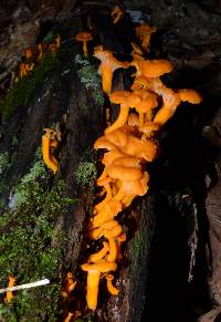 Cantharellus ignicolor image