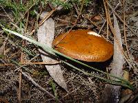 Imleria badia image