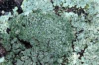 Lecanora opiniconensis image