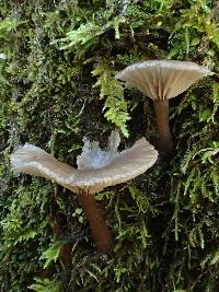 Pseudoclitocybe cyathiformis image