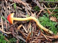 Hygrocybe minutula image