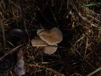 Clitocybe metachroa image