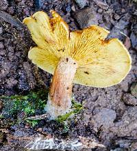 Gymnopilus allantopus image