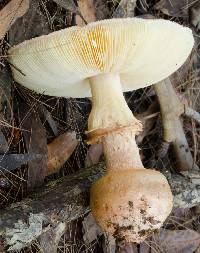 Amanita ochrophylla image