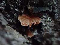 Phaeomarasmius rimulincola image