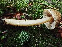 Inocybe fuscidula image