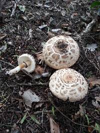 Chlorophyllum rachodes image