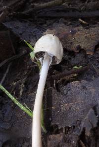 Panaeolus semiovatus image