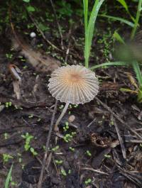 Parasola plicatilis image
