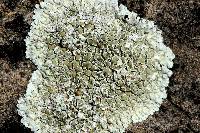 Lecanora muralis image